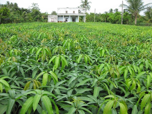 Anh-dep-xoài-8818.aspx